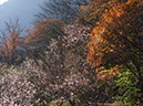 鬼石の十月桜(埼玉県)