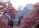 妙義山系と八重桜(群馬県)