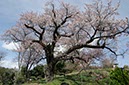 黒川の山桜(神奈川県)