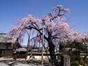 枝垂れ桜(埼玉県)