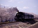 真岡鐵道と桜(茨城県)
