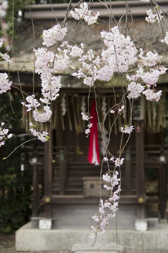 平野神社(京都府)