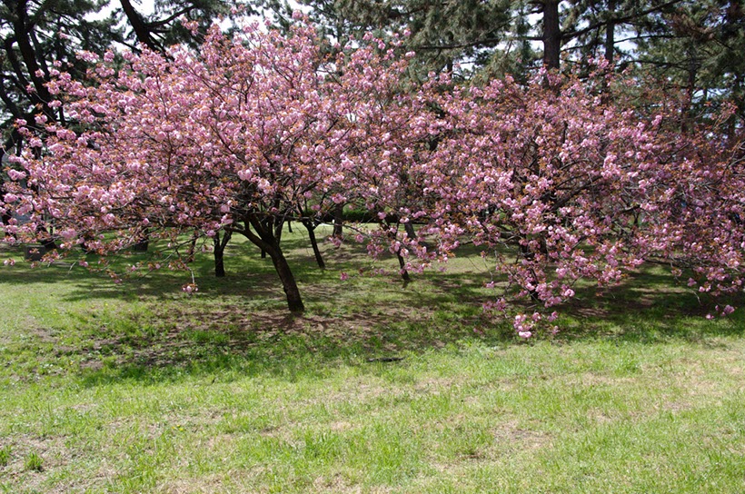 大阪城公園の‘寒山’