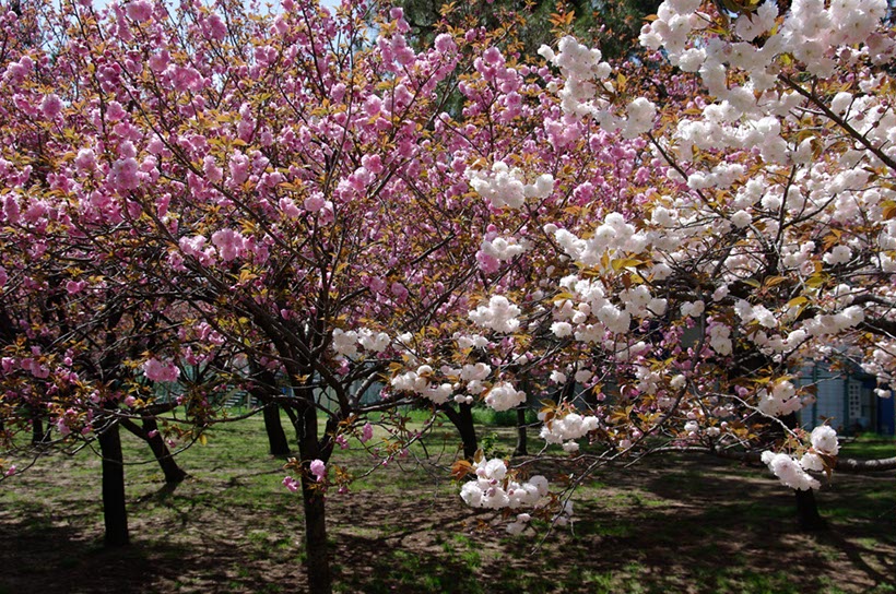 浜寺公園(大阪府)