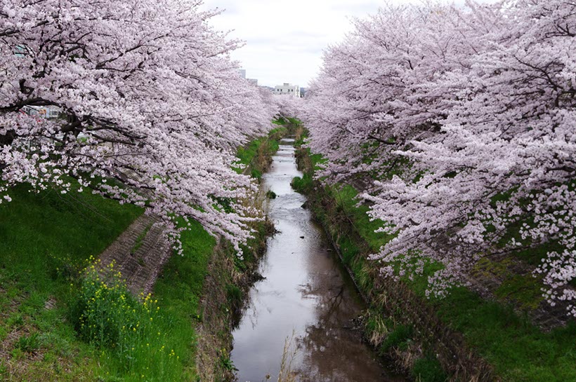 佐保川の桜(奈良県)