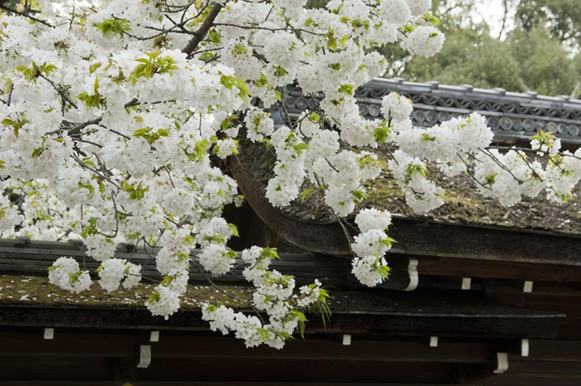 平野神社の白雲(京都)