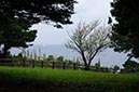 本州最南端のオオシマザクラ(和歌山県)