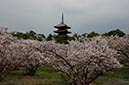 おむろ桜(京都府)