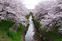 佐保川の桜(奈良県)