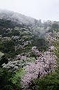 御坊日の岬の桜(和歌山県)