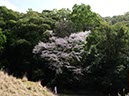 クマノザクラ標準木(和歌山県)