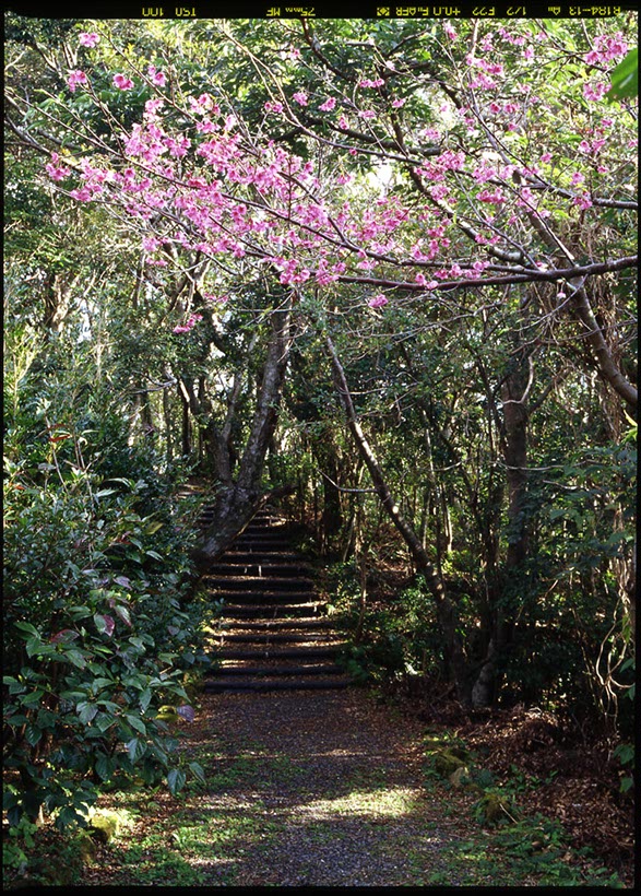 散策路の春(奄美大島･鹿児島県)