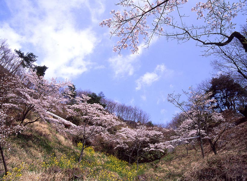 高森峠の一目千本桜(熊本県)