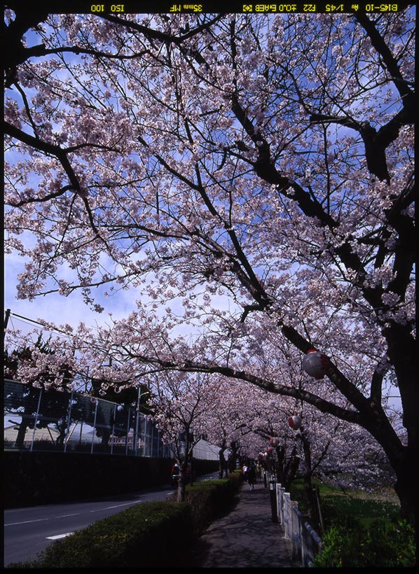 島原城外堀(長崎県)