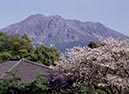 桜島と桜(鹿児島県)