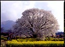 一心行の大桜(南阿蘇･熊本県)