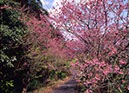 寒緋桜の小径(加計呂麻島･鹿児島県)