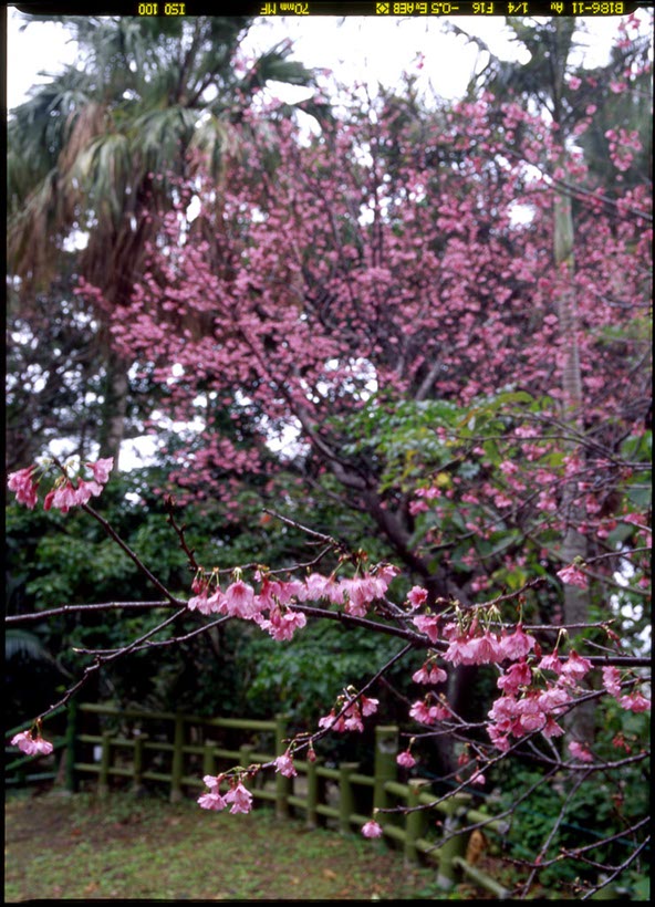 名護城公園