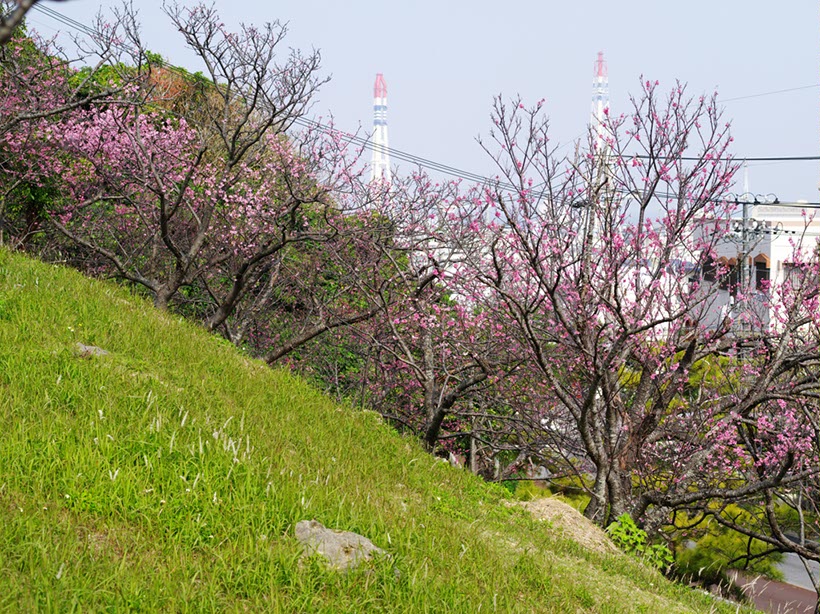 那覇新都心の公園にて