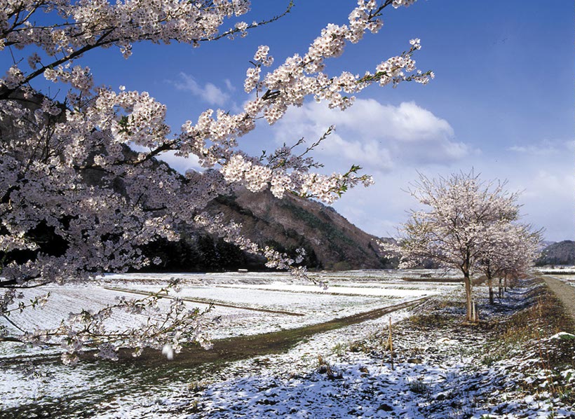 雪見桜(福島県)