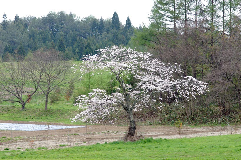 遠野あたり(岩手県)