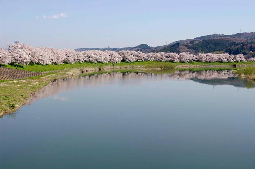 白石川堤2(宮城県)