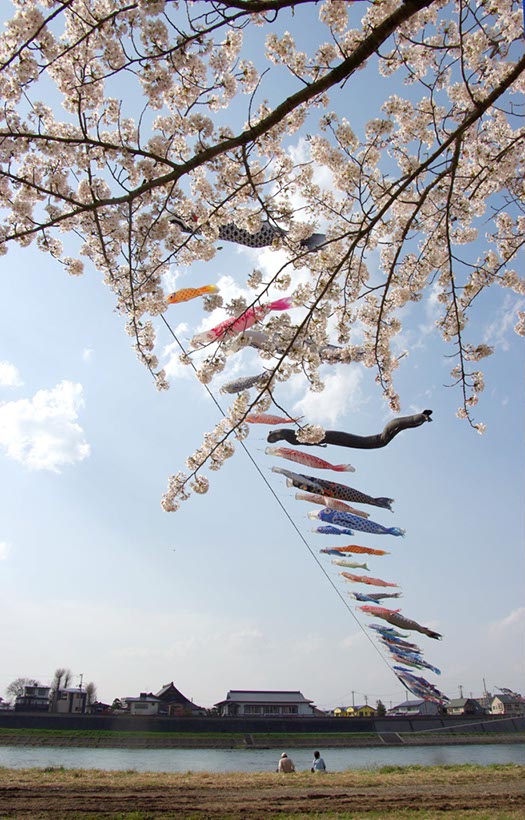 北上展勝地の鯉のぼり(岩手県)