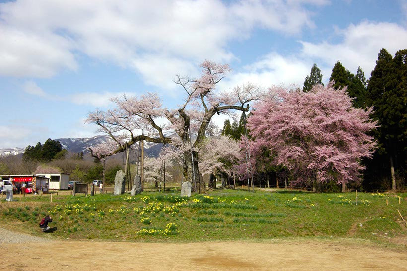 釜の越の桜(山形県)