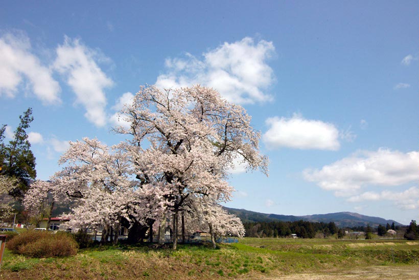 山口奨学校の桜(山形県)