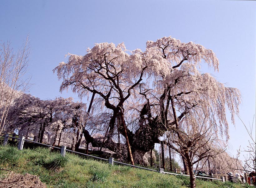 三春の滝桜(福島県)