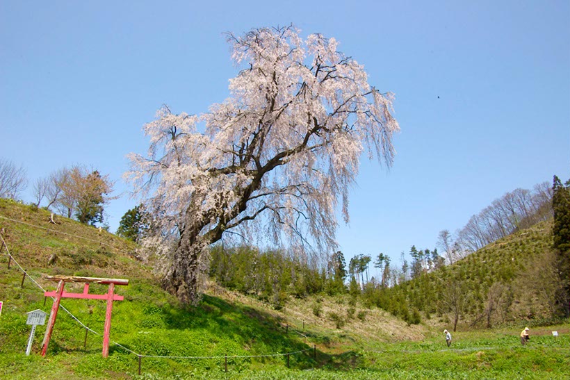 原の‘枝垂れ桜’(山形県)