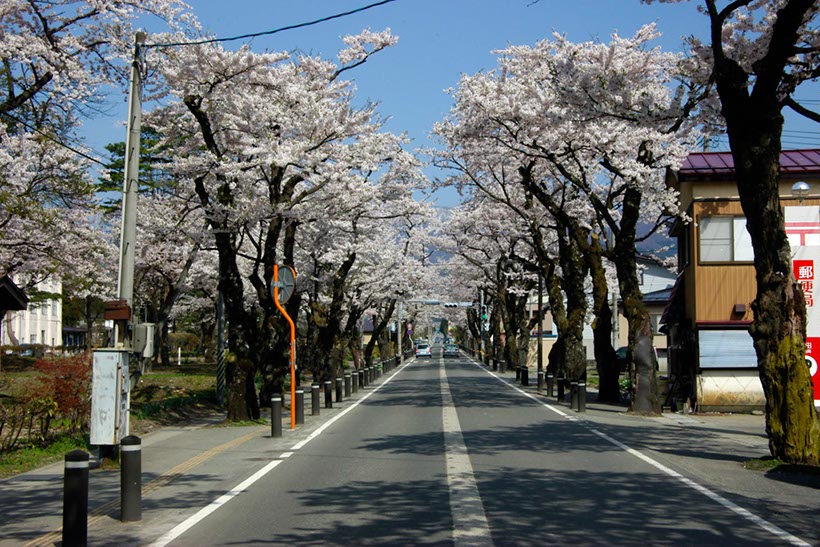 島田桜通り(山形県)