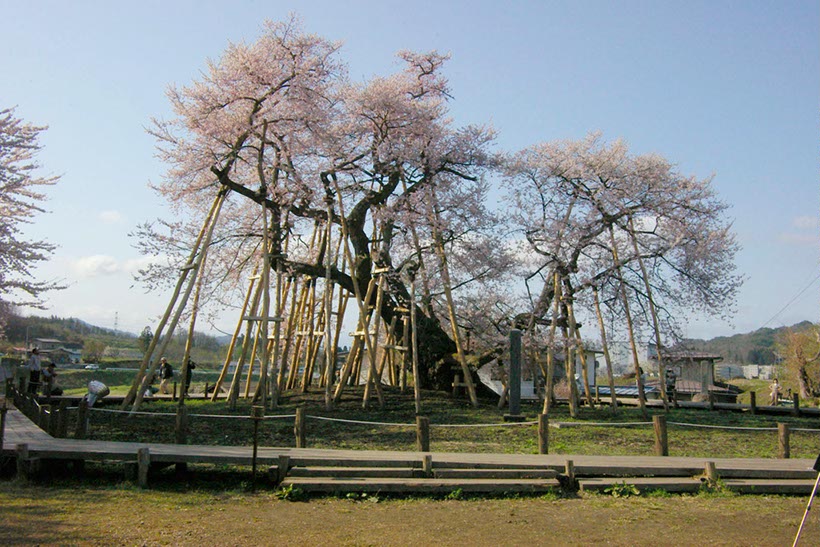 久保桜(山形県)