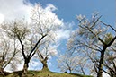 猪苗代城跡(福島県)