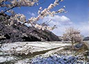 雪見桜(福島県)