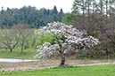 遠野あたり(岩手県)