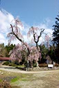 白兎の‘枝垂れ桜’(山形県)