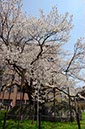 石割桜(岩手県)