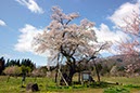 十二の桜(山形県)