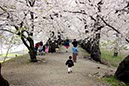 桧木内川堤(秋田県)