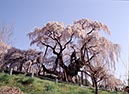 三春の滝桜(福島県)