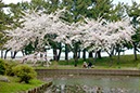 合浦公園と青森湾(青森県)