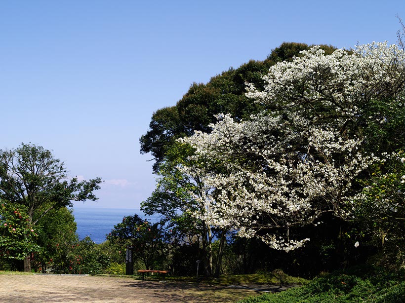 太平洋とオオシマザクラ(伊豆大島)