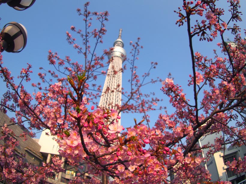 スカイツリーと八重桜