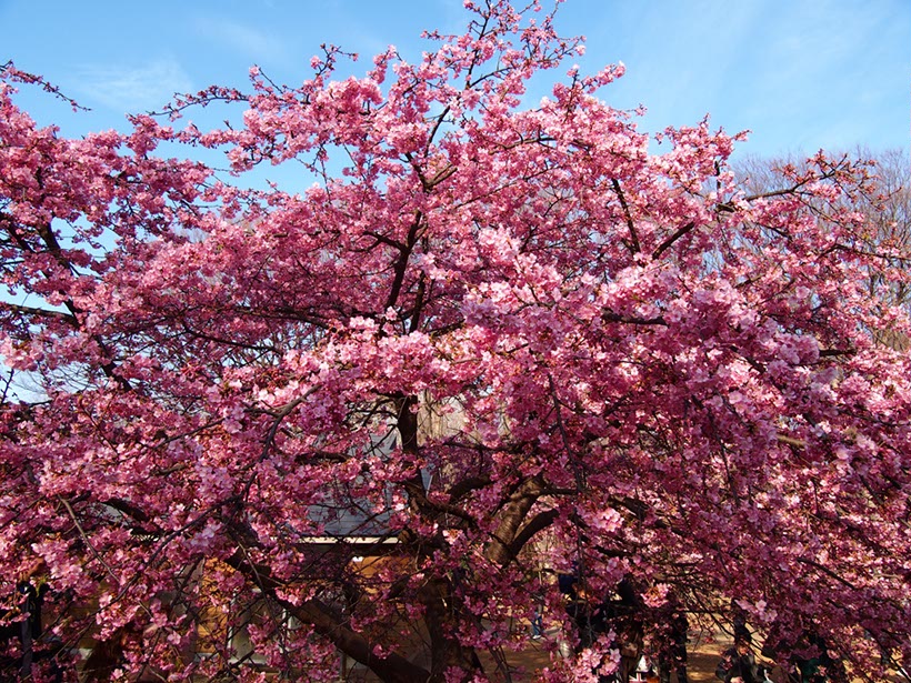 代々木公園の‘河津桜’