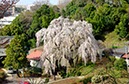 河合家の枝垂れ桜
