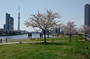 隅田川とスカイツリー