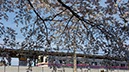 高尾駅と桜