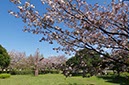 舎人公園の八重桜