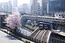 お茶の水駅と桜
